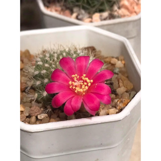 รีบูเทียเครนเซียน่า ดอกชมพูสด Rebutia Krainziana