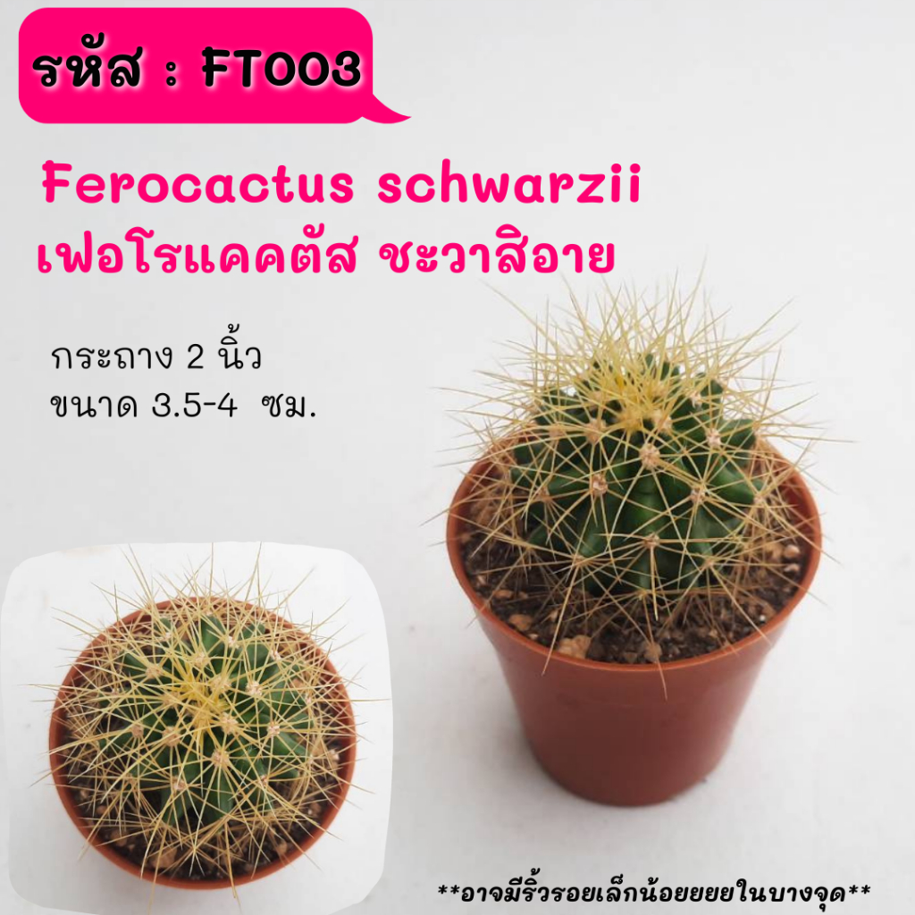 FT003  Ferocactus schwarzii  เฟอโรแคคตัส ชะวาสิอาย ไม้เมล็ด Cactus กระบองเพชร พืชอวบน้ำ พืชทะเลทราย ตะบองเพชร