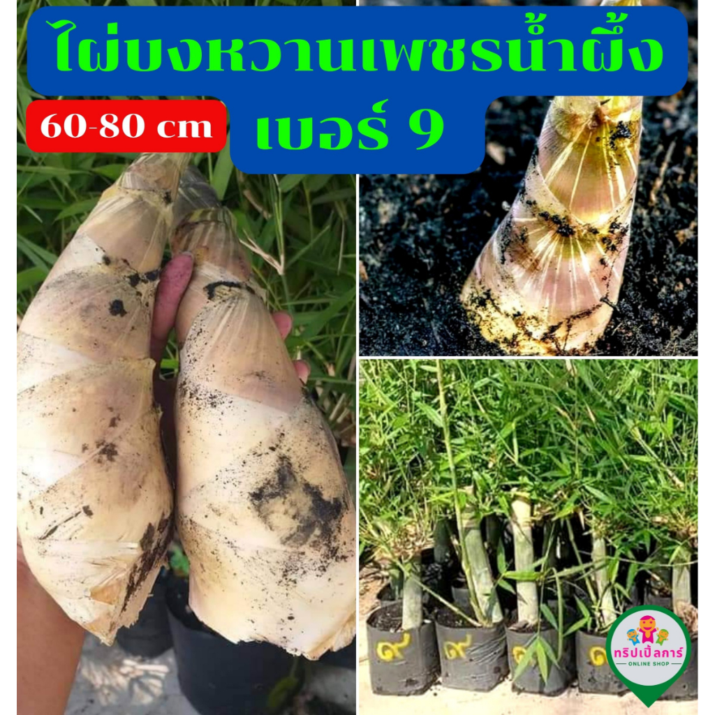 ไผ่บงหวานเพชรน้ำผึ้ง เบอร์ 9 กิ่งตอน หน่อใหญ่ หน่อใหญ่ เพชรน้ำผึ้งแท้ๆ พล้อมปลูก ไผ่ทานดิบได้ หวาน กรอบคล้ายยอดมะพร้าว