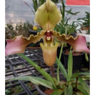 รองเท้านารีเหลืองเลย paphiopedilum hirsutissimunชุดละ120