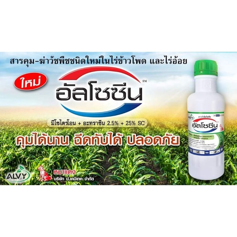 อัลโซซีน (มีโซไตรโอน + อะทราซีน) 1 ลิตร คุม-ฆ่า หญ้าในข้าวโพด ไร่อ้อย ข - รูปที่ 4