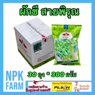 ***ขายยกลัง*** ผักชี สายพิรุณ ขนาด 300 กรัม ยกลัง 30 ถุง ศรแดง ลอตใหม่ งอกดี กอใหญ่ กลิ่นหอม รากใหญ่ ออกดอกช้า ผลผลิตสูง