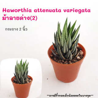 Haworthia attenuata variegata  ม้าลายด่าง(2) ไม้ชำหน่อ Cactus กระบองเพชร พืชอวบน้ำ พืชทะเลทราย ตะบองเพชร