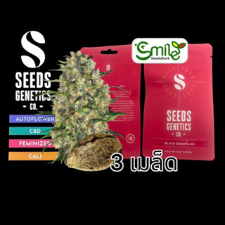 เมล็ดกัญชา Seeds Genetics.Co - Black Domina (Fem)