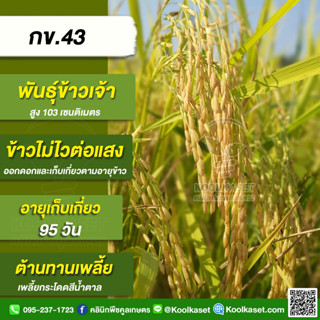 พันธุ์​ข้าวปลูก ข้าวเจ้า กข 43 ข้าวนาปี นาปรัง ทรงกอตั้ง ลำต้นแข็ง ต้านทานต่อโรคไหม้ คูลเกษตร KR20