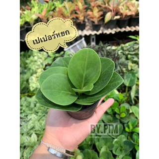 เปเปอร์หยก 🌿🌿 ‼️ สั่งซื้อขั้นต่ำ 6 ต้น  ‼️ คละได้ทั้งร้าน💚