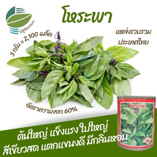 เมล็ดพันธุ์ โหระพา (Basil)