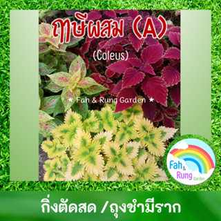 🌿ฤๅษีผสม Coleus ไม้ประดับใบสวย (กิ่งตัดสด/ถุงชำ)(A)