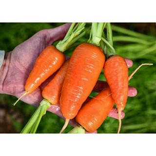 เมล็ดพันธุ์แครอทญี่ปุ่น นิว คุโรดะ (New Kuroda Japanese Carrot Seed) บรรจุ 100 เมล็ด ของแท้ คุณภาพดี ราคาถูก นำเข้าจาก