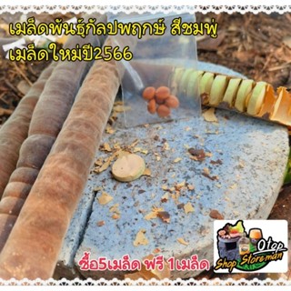 เมล็ดพันธุ์กัลปพฤกษ์ใหม่ปี2566