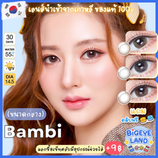 คอนแทคเลนส์ Bambi Brown / Hazel / Gray (Kitty Kawaii) ขนาดกลาง 🌷 รุ่นใหม่ ตาหวาน แบ๊ว เหมือนกวางน้อย