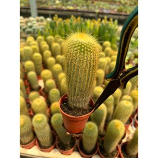 กระบองทอง parodia cactus