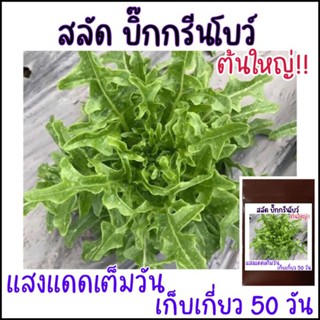 100 เมล็ด สลัดต้นใหญ่ บิ๊กกรีนโบว์ Big green bowl lettuce