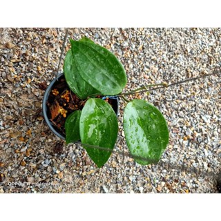 hoya latifolia snow queen ใบสวย ดอกสีหวาน