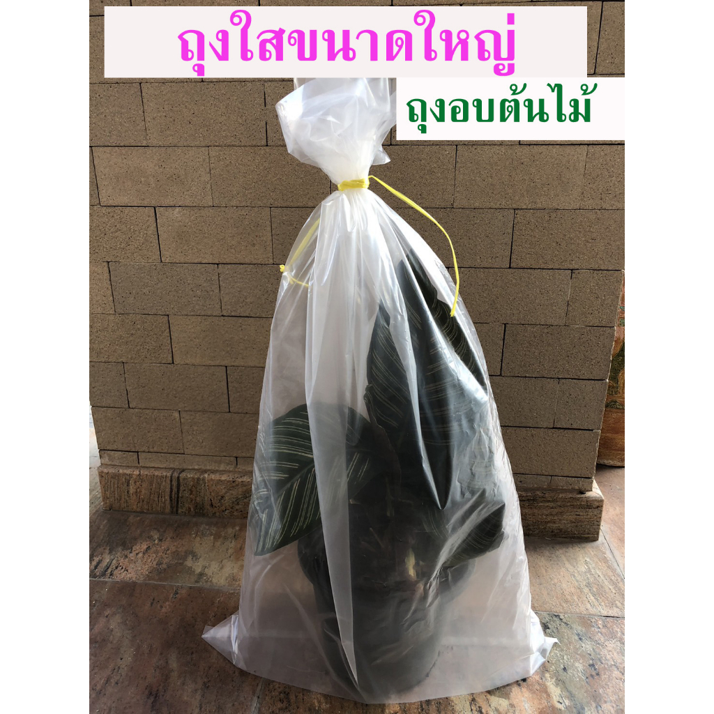 แบ่งขาย ถุงอบต้นไม้ ถุงคลุมต้นไม้ – โปรปัง