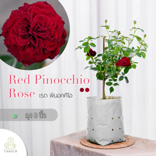 Treeno.9 T350 Red Pinocchio Rose (กุหลาบ เรด พินอคคิโอ)​ ต้นใหญ่ ถุง 8 นิ้ว / สูง 60-70 ซม. / ไม้ประดับ ไม้ดอก (ต้นไม้)