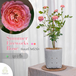 Treeno.9 T350 Summer Fireworks Rose (กุหลาบ ซัมเมอร์ ไฟร์เวิร์ค)​ ต้นใหญ่ ถุง 8 นิ้ว / สูง 60-70 ซม. / ไม้ประดับ ไม้ดอก (ต้นไม้)