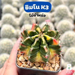 🧡 ยิมโน K3 ไม้ชำหน่อ 🧡Gymnocalycium K3🍀-- แคคตัส กระบองเพชร