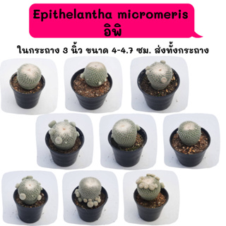 Epithelantha micromeris  อิพิ ไม้ชำหน่อ Cactus กระบองเพชร พืชอวบน้ำ พืชทะเลทราย ตะบองเพชร