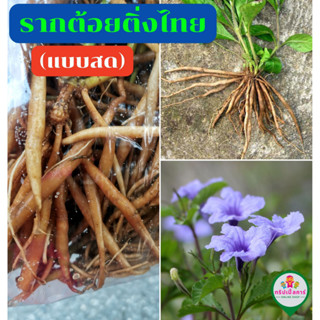 รากต้อยติ่ง ​(แบบสด)​ สำหรับใช้ทำยาสมุนไพร (Hygrophila erecta Hochr.)