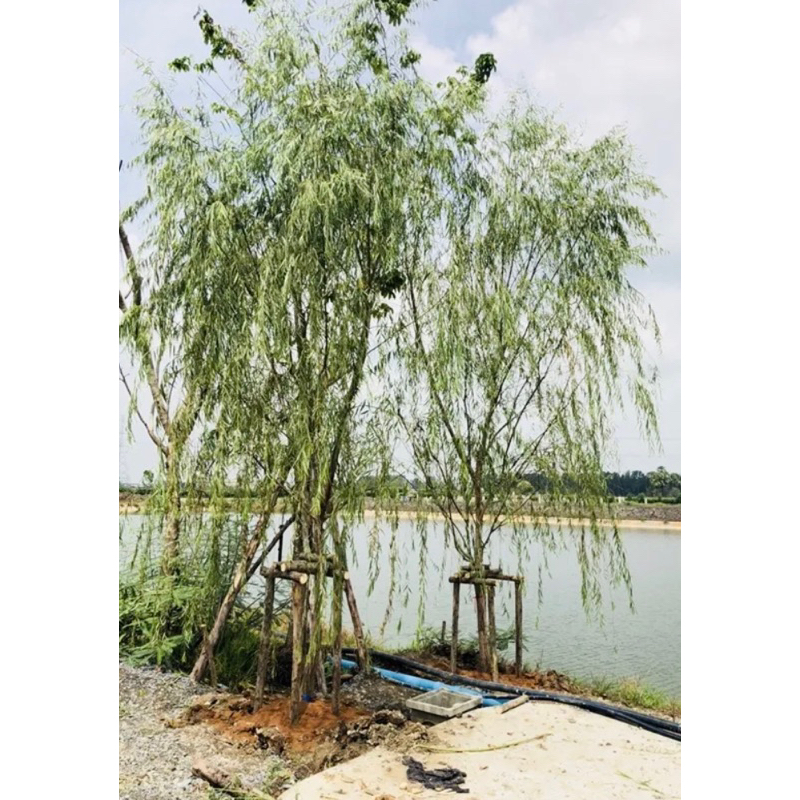 ต้นหลิวจีน หรือ หลิวลู่ลม (Salix babylonica) เป็นไม้ยืนต้นผลัดใบร้านต้นไม้ Patsorntree