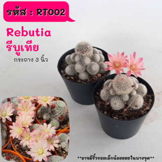 RT004 Rebutia รีบูเทีย ไม้ชำหน่อ ฟอร์มกอ cactus กระบองเพชร แคคตัส กุหลาบหิน พืชอวบน้ำ