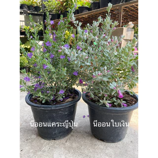 ต้นนีออนใบเงินและนีออนไต้หวัน ไซส์กระถาง11"