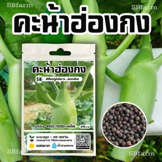 คะน้าฮ่องกงจัมโบ้ (alboglabra jumbo) 450-500เมล็ด 🔥โปรโมชั่น [ซื้อ 2 แถม 1ซอง]