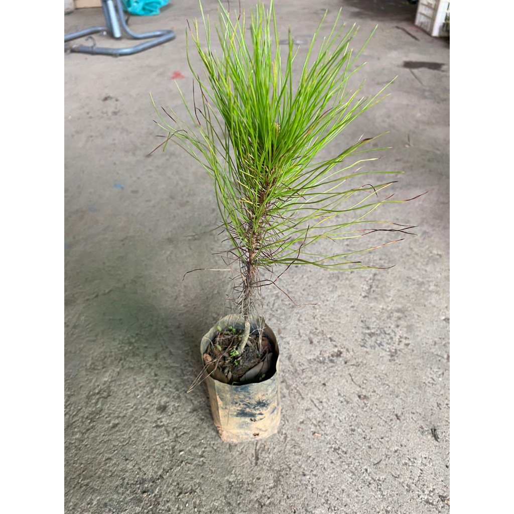 ต้นพันธุ์สนสามใบ ไม้ยืนต้นขนาดกลางถึงขนาดใหญ่ ต้นละ79บาท - รูปที่ 4