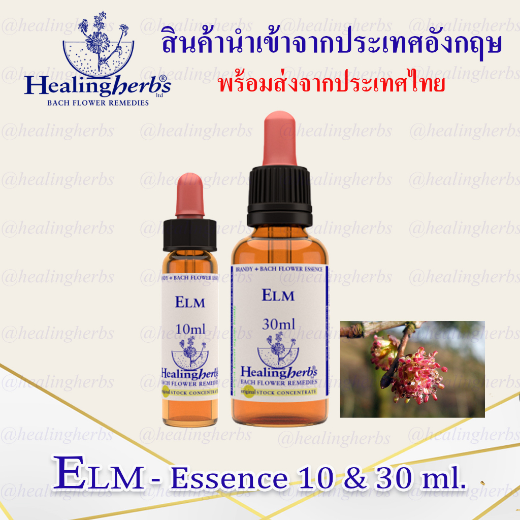 (Elm) Bach Flower Essence (droppler) ขนาด 10 ml. หรือ 30 ml. ของแท้ 100% ***พร้อมส่งในไทย***