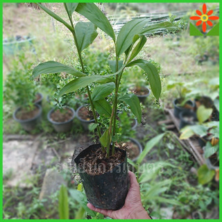 ต้นข่าแดง ในถุงเพาะชำ 5นิ้ว ข่าแดง ต้นข่า ต้นพันธุ์ข่าแดง พันธุ์ข่า