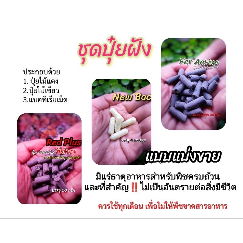 แบ่งขาย ของแท้ ชุดปุ๋ยฝังรวม ชุดโคตรประหยัด