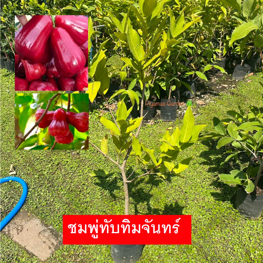 ต้นชมพู่ พันธุ์ ชมพู่ทับทิมจันทร์ กิ่งตอน สูง80-100เซน ปลูก1ปีติดลูก ชมพู่ ราคาถูก (รับประกันสินค้า)
