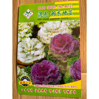 เมล็ดปูเล่ Kale seeds คละสี 80เมล็ด