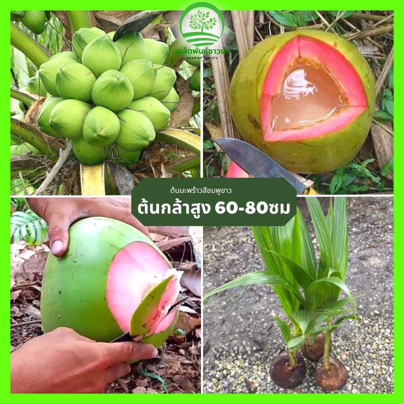 ต้นกล้าเพื่อสุขภาพ ต้นมะพร้าวสีชมพูขาวพูพันธุ์ F1 รูปที่ 2