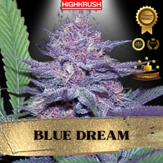 Blue Dream ค่าย 00 Seed  โฟโต้ ลำต้นแข็งแรงพร้อมลงดิน ต้นชำกัญชา,ต้นโคลนนิ่งกัญชา,ต้นกัญ