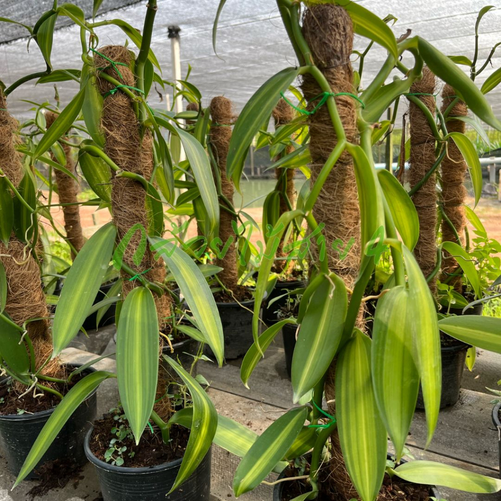 ต้นวานิลลาใบด่าง พร้อมกระถาง 6 นิ้ว ความสูง 55 ซม. (Variegated Vanilla Orchid Plant)