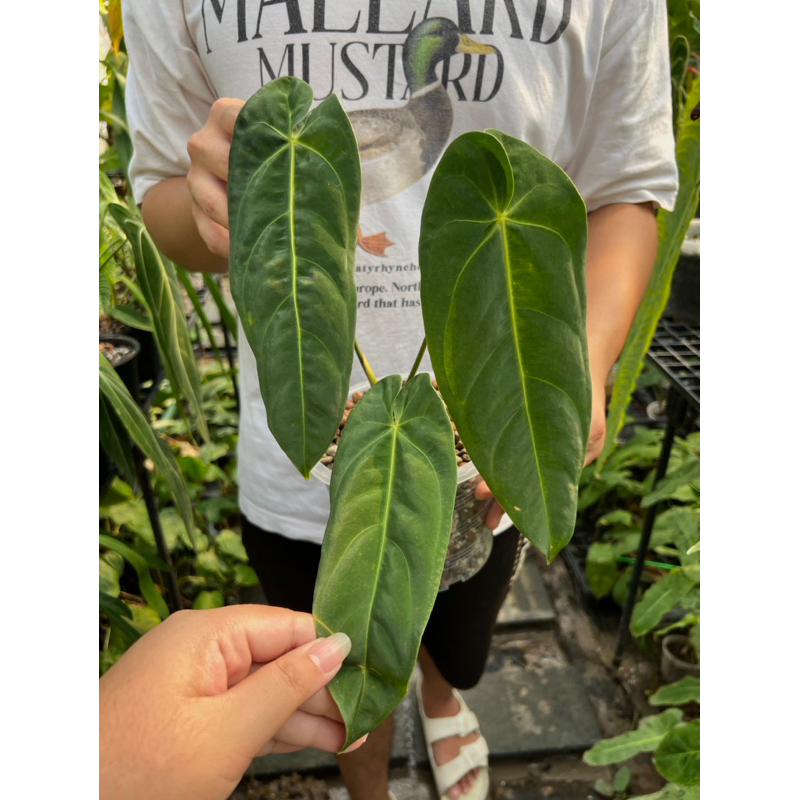 Anthurium metallicum (หายาก) ไม้นำเข้าพักรากในไทยมาเกือบ1อาทิตย์*ลงโพสวันที่ 6/03