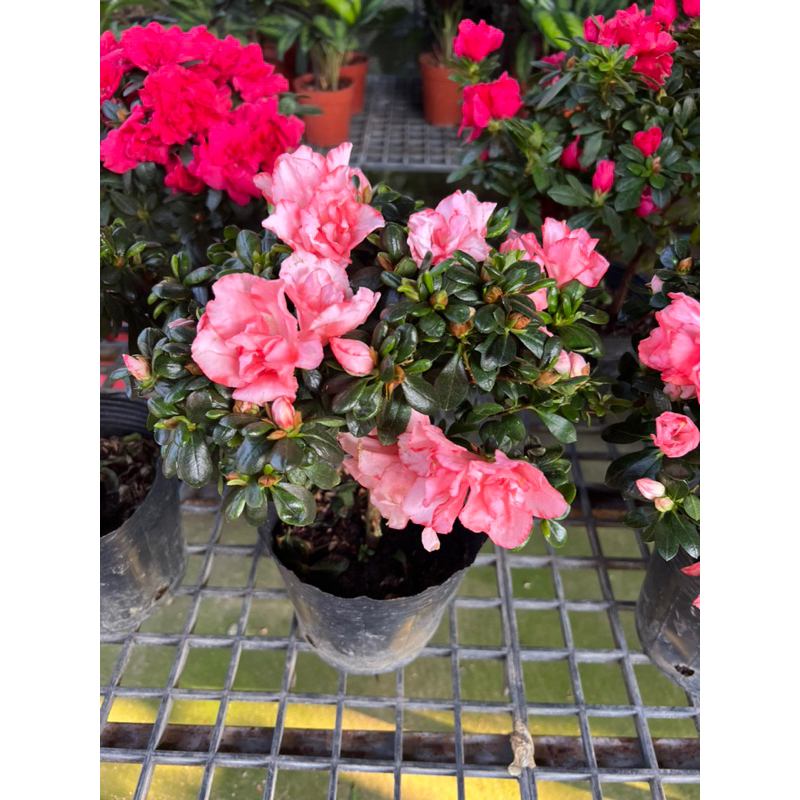 กุหลาบพันปี #กุหลาบพันปีAzalea #กุหลาบพันปี7นิ้ว