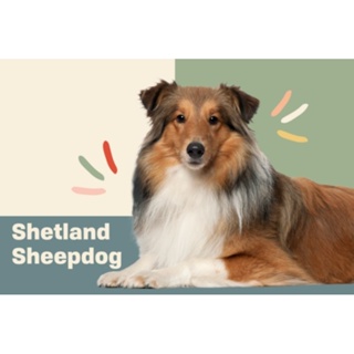ตุ๊กตาน้องเชลตี้ Shetland Sheepdog