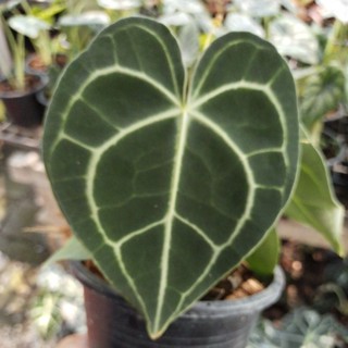 หน้าวัวใบหัวใจ  Anthurium Clarinervium