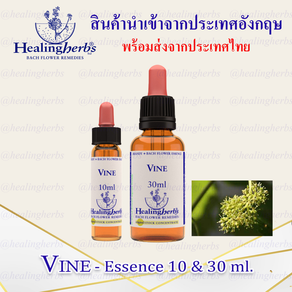 (Vine) Bach Flower Essence (droppler) ขนาด 10 ml. หรือ 30 ml. ของแท้ 100% ***พร้อมส่งในไทย***