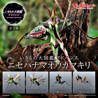 (มีของพร้อมส่ง) กาชาปองตั๊กแตนตําข้าวดอกไม้ Gashapon Bandai Premium Ikimono Encyclopedia Advance devils flower mantis