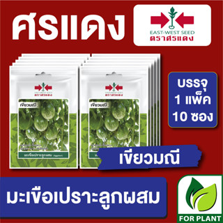 เมล็ดพันธุ์ ผักซอง มะเขือคางกบเขียวมณี ตราศรแดง บรรจุแพ็คล่ะ 10 ซอง ราคา 70 บาท