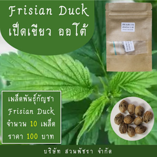 เมล็ดพันธุ์กัญชา หางกระรอกภูพาน Frisian Duck เป็ดเขียว มีใบอนุญาต