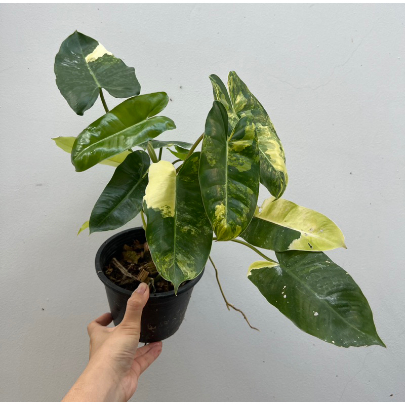 💛💚 Philodendron Burle Marx Variegated ฟิโลเบอร์เบิ้ลมาร์ค 🌟 ส่งต้นในรูปเลย*