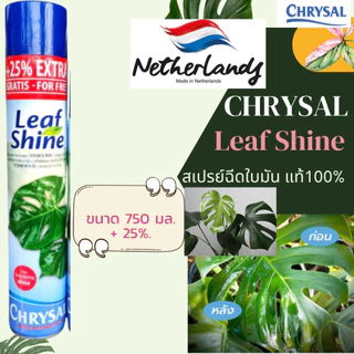 พร้อมส่ง ‼️สเปรย์ฉีดใบมัน คริสซอล (Chrysal Leaf Shine) สเปรย์ฉีดใบมัน สเปรย์ใบมันแท้100%