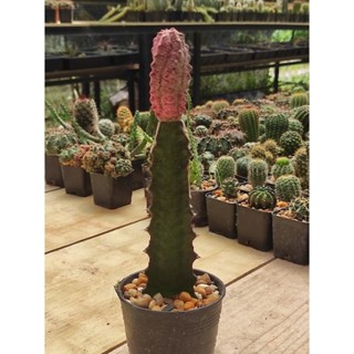 ยูโฟเบียแอ๊ปเดล euphorbia abdelkuri