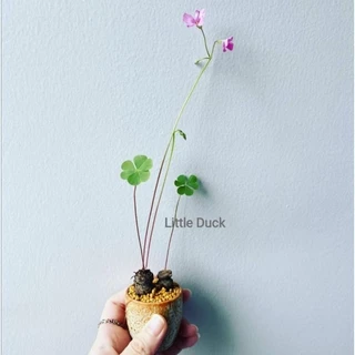 💕Oxalis articulata rubra​ โคลเวอร์​3แฉก💕