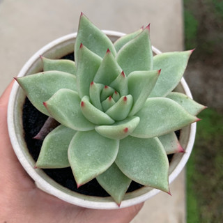 Echeveria Agavoides Ebony ขนาด 5-6 เซนติเมตร ในกระถาง 3 นิ้ว 1 ต้น กุหลาบหินนำเข้า ไม้อวบน้ำ